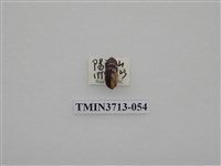 藏品(金龜子科)的圖片